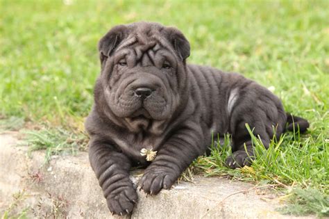 shar pei cost